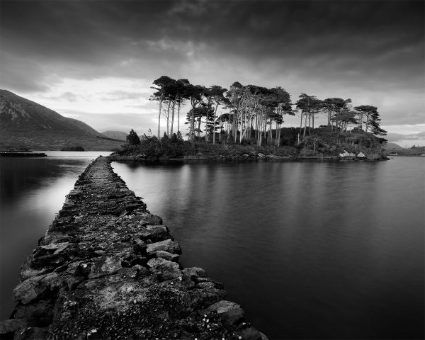 Pine Island, Derryclare Lough, Connemara, Co. Galway, Ireland